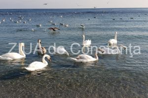 Poezia zilei: Nu pasari, ci zboruri - Irina Lucia Mihalca