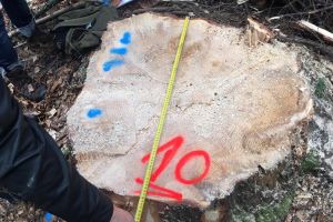 Trei angajaţi ai Ocolului Silvic Vatra Dornei, trimişi în judecată într-un dosar privind ...