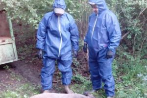 Mureş: Plan de măsuri pentru eradicarea pestei porcine africane