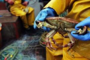 Un crab de zapada, vandut la licitatie in Japonia la pretul record de 41.600 de euro
