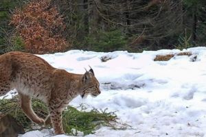 Râs observat în Piatra Craiului, după trei ani!