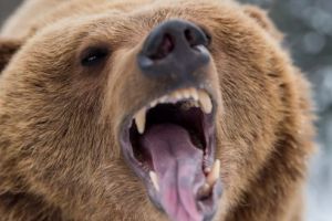 ALERTĂ! Încă un om ucis de urs în Mureş!