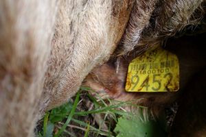 Este în curs de aprobare extragerea a patru urşi