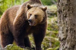 ALERTĂ! Trei ursi semnalaţi pe străzi din două localităţi mureşene!