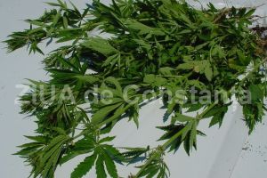 Sondaj de opinie: Cum au raspuns romanii la intrebarea privind legalizarea canabisului in scop medical