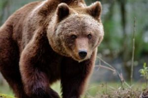 ALERTĂ nouă de urşi în Mureş! Două localităţi, vizate de atenţionarea ISU