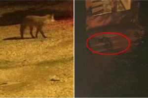 FOTO O vulpe cu pui şi-a făcut culcuş în Terezian – Sibienii sunt speriaţi – „Ne e frică să ieşim seara din case”
