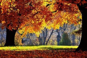 Vreme cu temperaturi mult peste cele normale perioadei. Maximele ating şi 24 de grade Celsius!