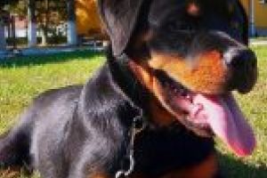 Gruparea de Jandarmi Mobilă Craiova şi-a mărit familia