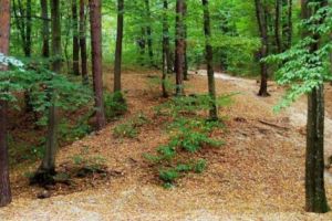 Încă un proiect privind protejarea pădurii Trivale