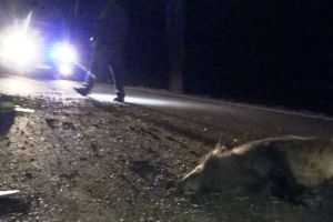 Două autoturisme distruse şi o persoana accidentată grav din cauza unui porc mistreţ