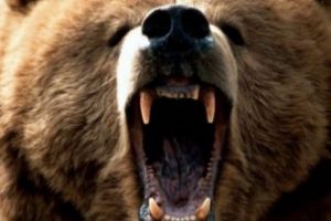 Mureş: O persoană a murit şi alte două au fost rănite, după ce au fost atacate de urşi