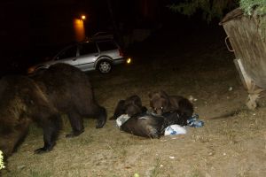 Patru urşi au făcut pagube materiale într-o curte din Borsec