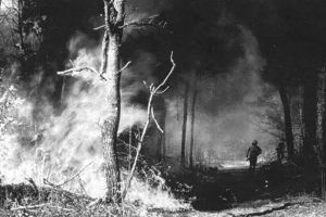 „O pădure incendiată”