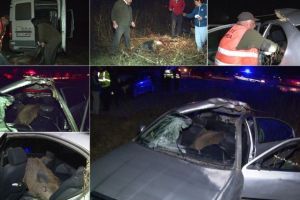 FOTO. ACCIDENT ieşit din comun, luni noaptea: Un MISTREȚ de peste 100 de kg a sărit într-o maşină aflată în mers. Un tânăr de 24 de ani a ajuns la spital GRAV rănit
