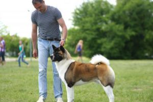 PUCIOASA: Bani alocaţi pentru sterilizarea a 200 de câini cu stăpân, până la sfârşitul anului