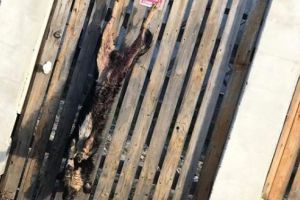 ȘOCANT! Câine mort, atârnat de gardul unei case din Reghin!