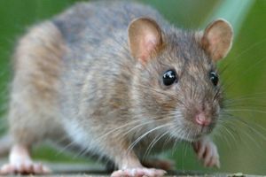 Antrenamente la un loc cu şobolanii