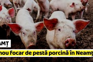 NEAMȚ: S-a confirmat un nou focar de pestă porcină în Neamţ