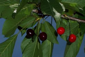 Urmărit penal pentru tăierea unor cireşi sălbatici