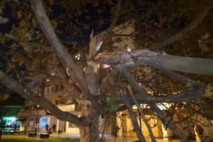 Copac rupt de vânt la Sibiu în Zona Gării