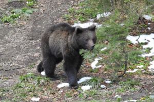 Braşovul va avea cel mai modern complex pentru îngrijirea, reabilitarea şi protecţia ursului