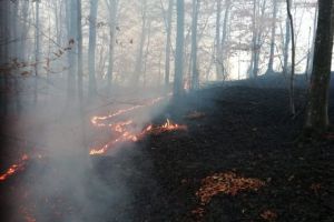 35 ha de vegetaţie şi litiera au ars la Vlădeni
