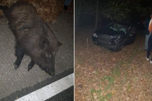 Încă un accident provocat de un mistreţ