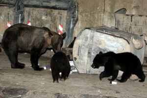 Borsec: Ursoaica şi puii ei au dat iama la containerele de gunoi de lângă blocurile ANL