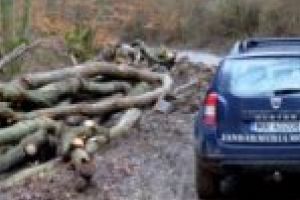 Peste 63 de metri cubi şi 46.000 de lei – cel mai răsunător caz de tăiere ilegală şi furt de material lemnos din Moldova Nouă