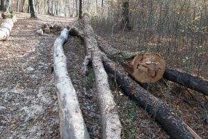 Poliţia are în lucru zeci de dosare cu autori necunoscuţi care au tăiat ilegal mii de arbori