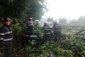 Copac căzut pe Drumul Naţional 1