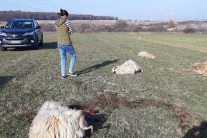 FOTO Cruzime fără margini la Veştem – Un bărbat a omorât cu maşina mai multe oi