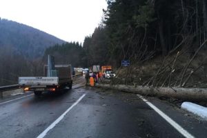 Copaci căzuţi pe DN1 şi DN73A