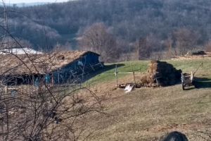 În loc să meargă la şcoală, a mers la stână. Părinţii au dat-o dispărută