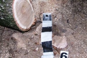 Tânăr de 19 ani din Gheorgheni, prins fără permis şi cu lemne furate