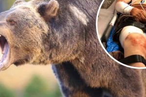 Mureş: Zeci de cereri pentru extragerea urşilor agresivi!