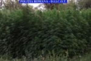 NEWS ALERT. Plantaţie de cannabis descoperită de DIICOT la Berzovia! Traficanţii aveau acasă un adevărat laborator de preparare a drogurilor!