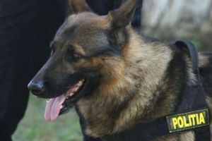 Animalele folosite de instituţiile publice din România vor fi îngrjite de stat tot restul vieţii. Iohannis a promulgat legea