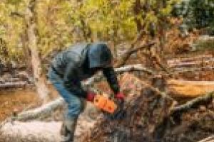 Este inuman! Se taie în inima Parcului Naţional, să ne explice domnul Tabugan ce se întâmplă cu pădurile din Caraş-Severin!