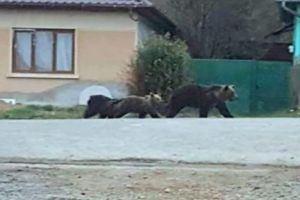 ALERTĂ! Urşi pe o stradă dintr-un oraş mureşean!