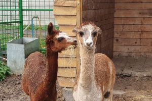 Două exemplare de alpaca, la Zoo Oradea (FOTO)