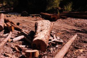 Continua taierile ilegale de lemn in Maramures. Ce au descoperit politistii