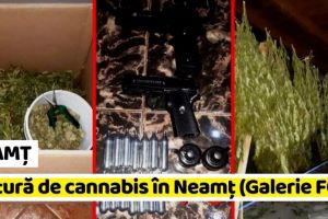 NEAMȚ: Cultură de cannabis în Neamţ (Galerie FOTO)