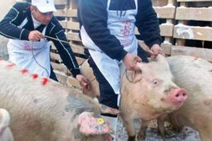 Două focare noi de pestă porcină africană în comunele Suseni şi Sălătrucu