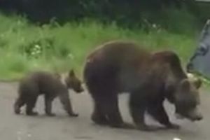ALERTĂ! Urşi pe o stradă dintr-un municipiu mureşean!
