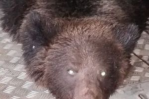 Urs lovit de maşină în Mureş!