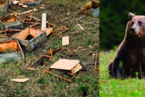 Prăpăd făcut de şase urşi într-o stupină din Mureş!