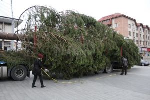 Molid de 18 metri, adus în centrul Sucevei, pentru sărbătorile de iarnă