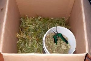 Perchezitii domiciliare in Neamt. Peste o suta de kilograme de cannabis